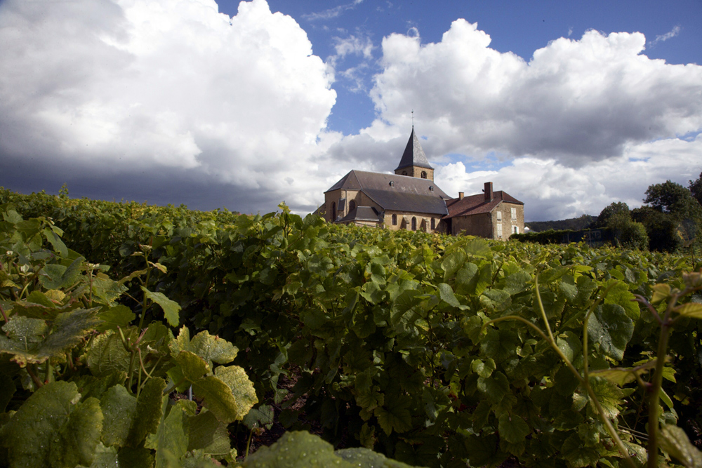 Armand de Brignac – Grape vines at Cattier